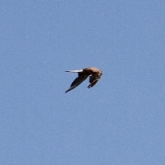 Falco cenchroides (Nankeen Kestrel) at Murrumbateman, NSW - 11 Feb 2021 by davobj