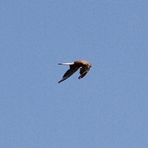 Falco cenchroides at Murrumbateman, NSW - 11 Feb 2021