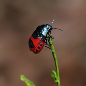 Choerocoris paganus at Watson, ACT - 7 Feb 2021