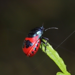 Choerocoris paganus at Watson, ACT - 7 Feb 2021