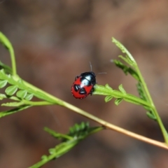 Choerocoris paganus at Watson, ACT - 7 Feb 2021