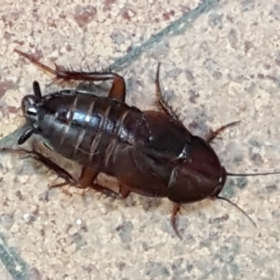 Blatta orientalis (Oriental cockroach) at Sullivans Creek, Lyneham South - 11 Feb 2021 by trevorpreston