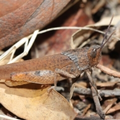 Goniaea carinata (Black kneed gumleaf grasshopper) at Acton, ACT - 7 Feb 2021 by TimL