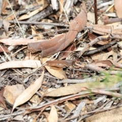 Goniaea carinata at Acton, ACT - 7 Feb 2021 12:36 PM