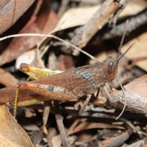 Goniaea carinata at Acton, ACT - 7 Feb 2021 12:36 PM