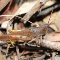 Goniaea carinata at Acton, ACT - 7 Feb 2021 12:36 PM