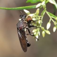 Chrysopogon sp. (genus) (a robber fly) at ANBG - 7 Feb 2021 by TimL