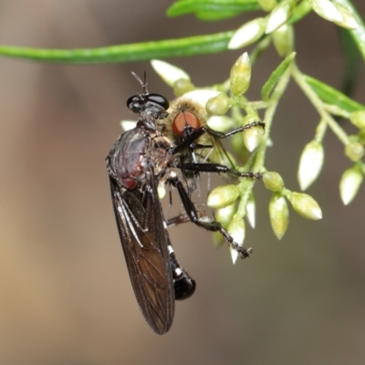 Chrysopogon sp. (genus) (a robber fly) at Acton, ACT - 7 Feb 2021 by TimL