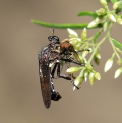 Chrysopogon sp. (genus) at Acton, ACT - 7 Feb 2021 12:34 PM