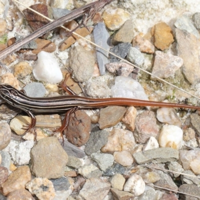 Ctenotus taeniolatus (Copper-tailed Skink) at Acton, ACT - 7 Feb 2021 by TimL