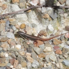 Ctenotus taeniolatus at Acton, ACT - 7 Feb 2021