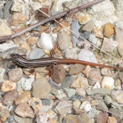 Ctenotus taeniolatus at Acton, ACT - 7 Feb 2021