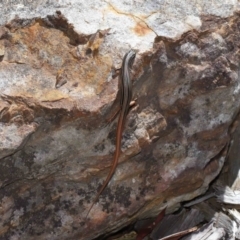 Ctenotus taeniolatus at Acton, ACT - 7 Feb 2021