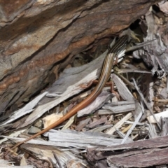 Ctenotus taeniolatus at Acton, ACT - 7 Feb 2021