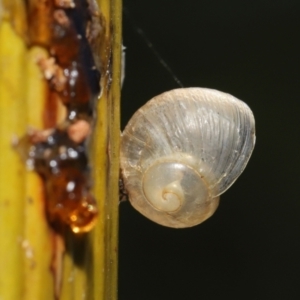 Cornu aspersum at Acton, ACT - 7 Feb 2021