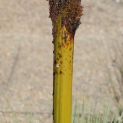 Cornu aspersum at Acton, ACT - 7 Feb 2021