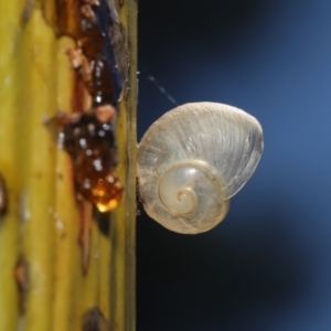 Cornu aspersum at Acton, ACT - 7 Feb 2021