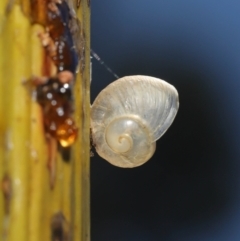 Cornu aspersum at Acton, ACT - 7 Feb 2021