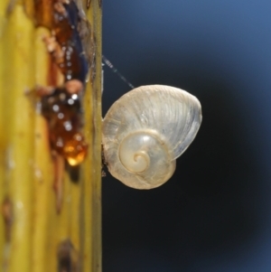 Cornu aspersum at Acton, ACT - 7 Feb 2021