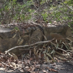 Pseudonaja textilis (Eastern Brown Snake) at ANBG - 7 Feb 2021 by TimL