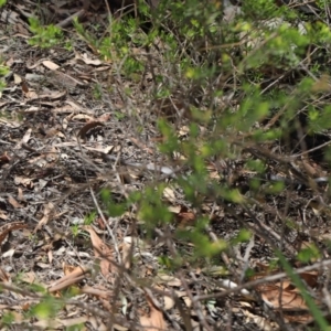 Pseudonaja textilis at Acton, ACT - 7 Feb 2021