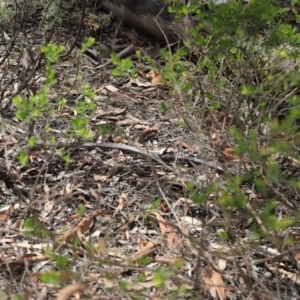 Pseudonaja textilis at Acton, ACT - 7 Feb 2021