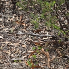 Pseudonaja textilis at Acton, ACT - 7 Feb 2021