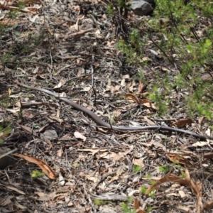 Pseudonaja textilis at Acton, ACT - 7 Feb 2021