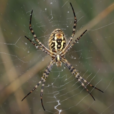 Argiope trifasciata (Banded orb weaver) at Watson, ACT - 7 Feb 2021 by TimL