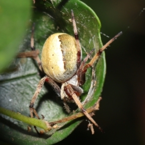 Araneus sp. (genus) at Acton, ACT - suppressed