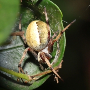 Araneus sp. (genus) at Acton, ACT - 7 Feb 2021