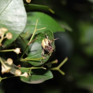 Araneus sp. (genus) at Acton, ACT - suppressed