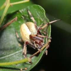 Araneus sp. (genus) at Acton, ACT - suppressed