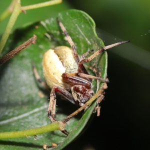 Araneus sp. (genus) at Acton, ACT - 7 Feb 2021