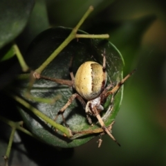 Araneus sp. (genus) at Acton, ACT - suppressed