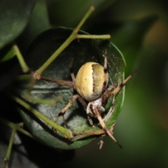 Araneus sp. (genus) at Acton, ACT - 7 Feb 2021
