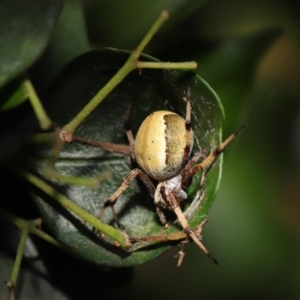 Araneus sp. (genus) at Acton, ACT - suppressed