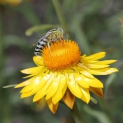 Bembix sp. (genus) (Unidentified Bembix sand wasp) at Acton, ACT - 7 Feb 2021 by TimL