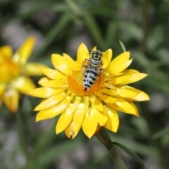 Bembix sp. (genus) at Acton, ACT - 7 Feb 2021