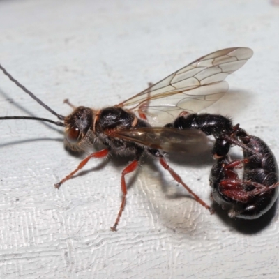 Tiphiidae sp. (family) (Unidentified Smooth flower wasp) at Watson, ACT - 7 Feb 2021 by TimL