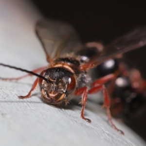 Tiphiidae (family) at Watson, ACT - 7 Feb 2021