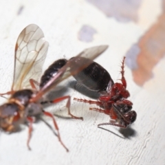 Tiphiidae (family) at Watson, ACT - 7 Feb 2021