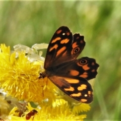 Heteronympha solandri (Solander's Brown) at Cotter River, ACT - 11 Feb 2021 by JohnBundock