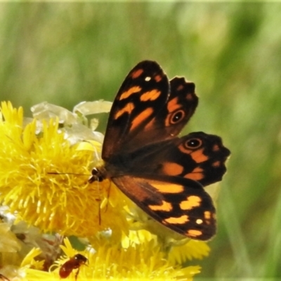 Heteronympha solandri (Solander's Brown) at Namadgi National Park - 11 Feb 2021 by JohnBundock