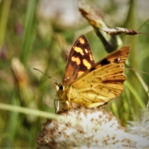 Heteronympha solandri at Cotter River, ACT - 11 Feb 2021