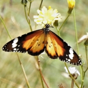 Danaus petilia at Cotter River, ACT - 11 Feb 2021