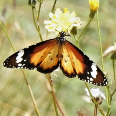 Danaus petilia (Lesser wanderer) at Namadgi National Park - 11 Feb 2021 by JohnBundock