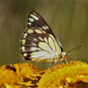 Belenois java at Cotter River, ACT - 11 Feb 2021 02:48 PM