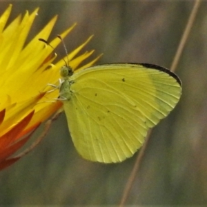 Eurema smilax at Cotter River, ACT - 11 Feb 2021 01:30 PM