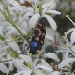 Castiarina flavopicta (Flavopicta jewel beetle) at Tidbinbilla Nature Reserve - 11 Feb 2021 by michaelb